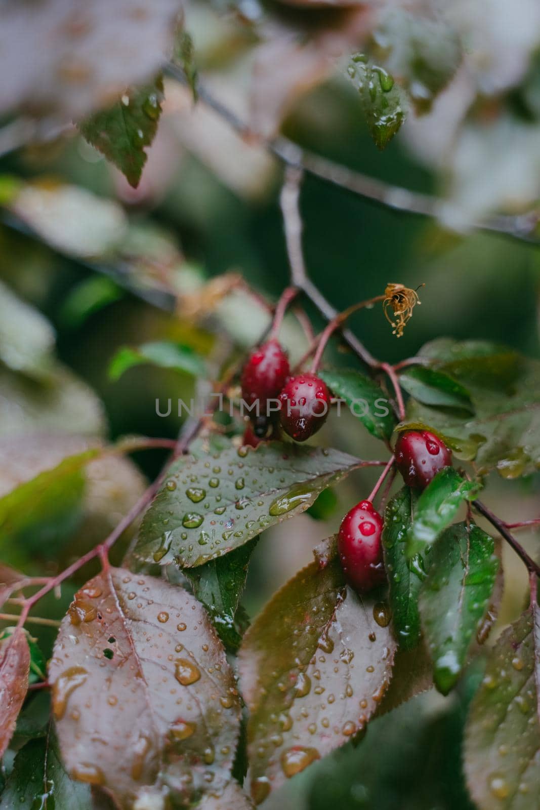 Red berries on a bush. Dogwood in raindrops. Red dogwood berries on a tree in raindrops. Vertical photo.