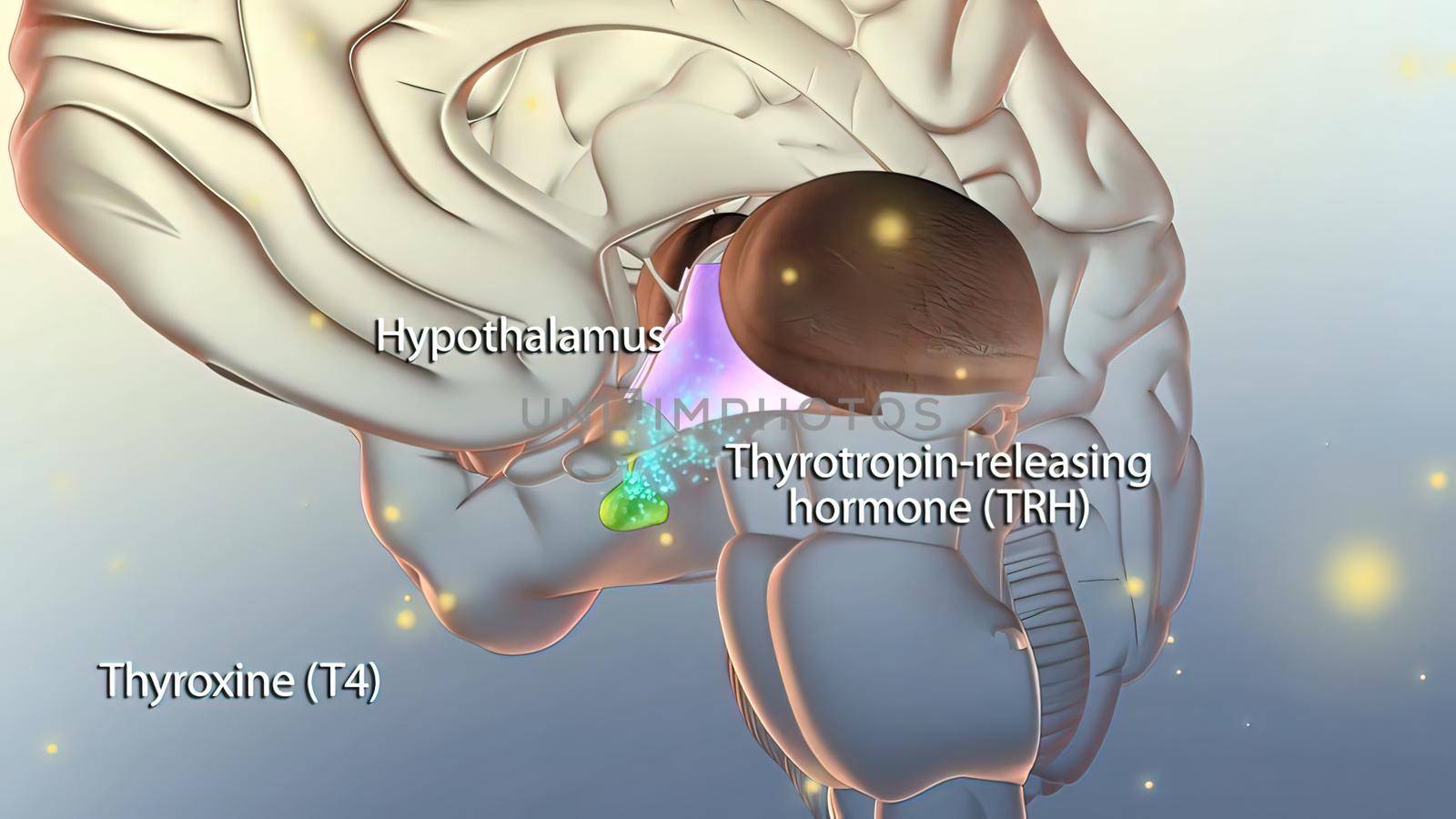 Hormone release in the brain by creativepic