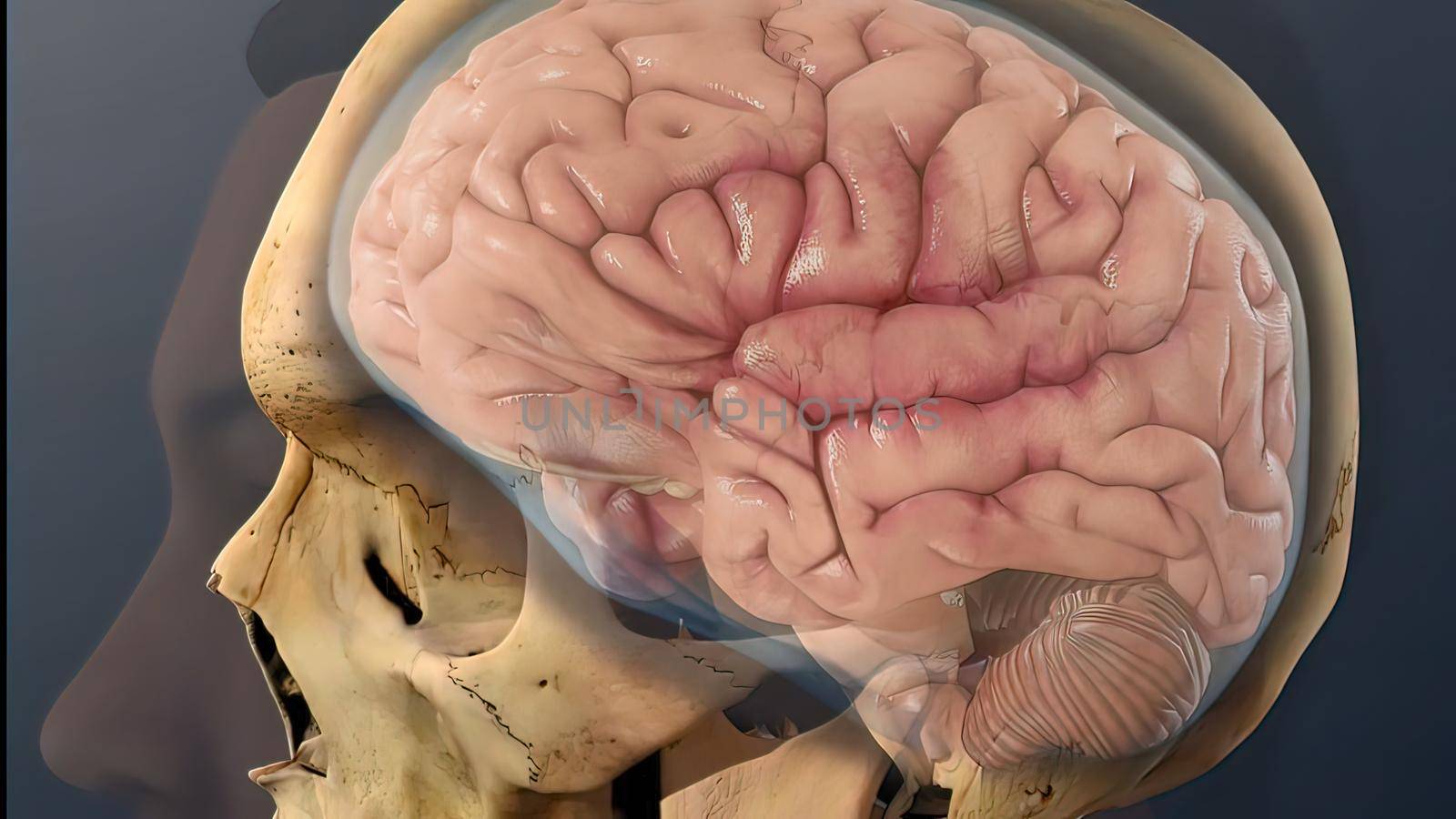 Cerebrospinal fluid inside the skull 3D illustration