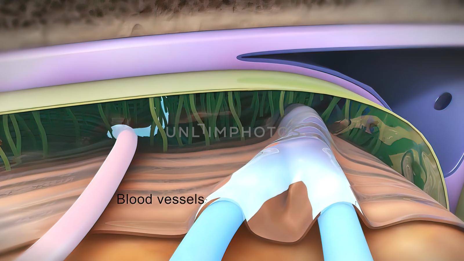 Brain internal structure 3d illustration .