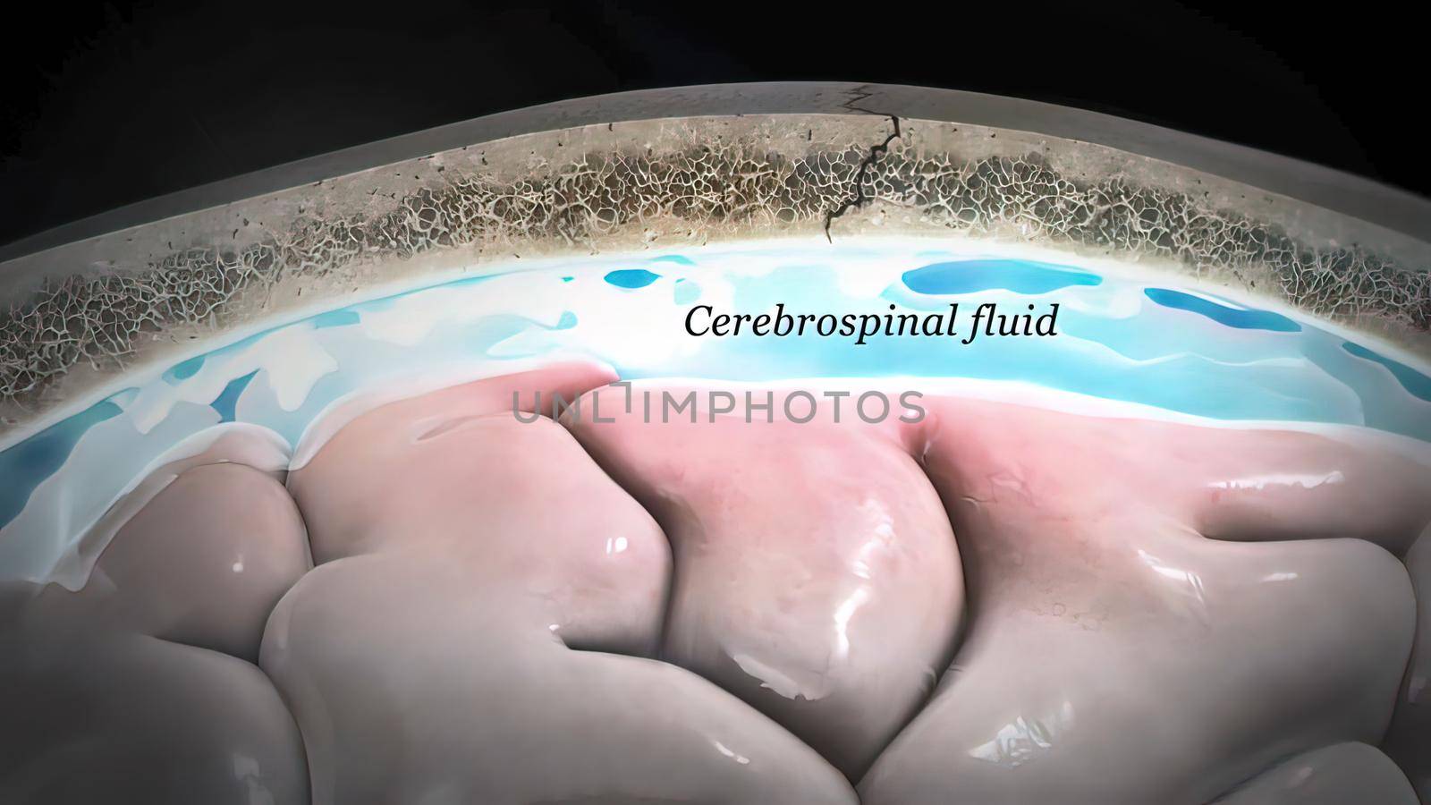 Brain internal structure 3d illustration .