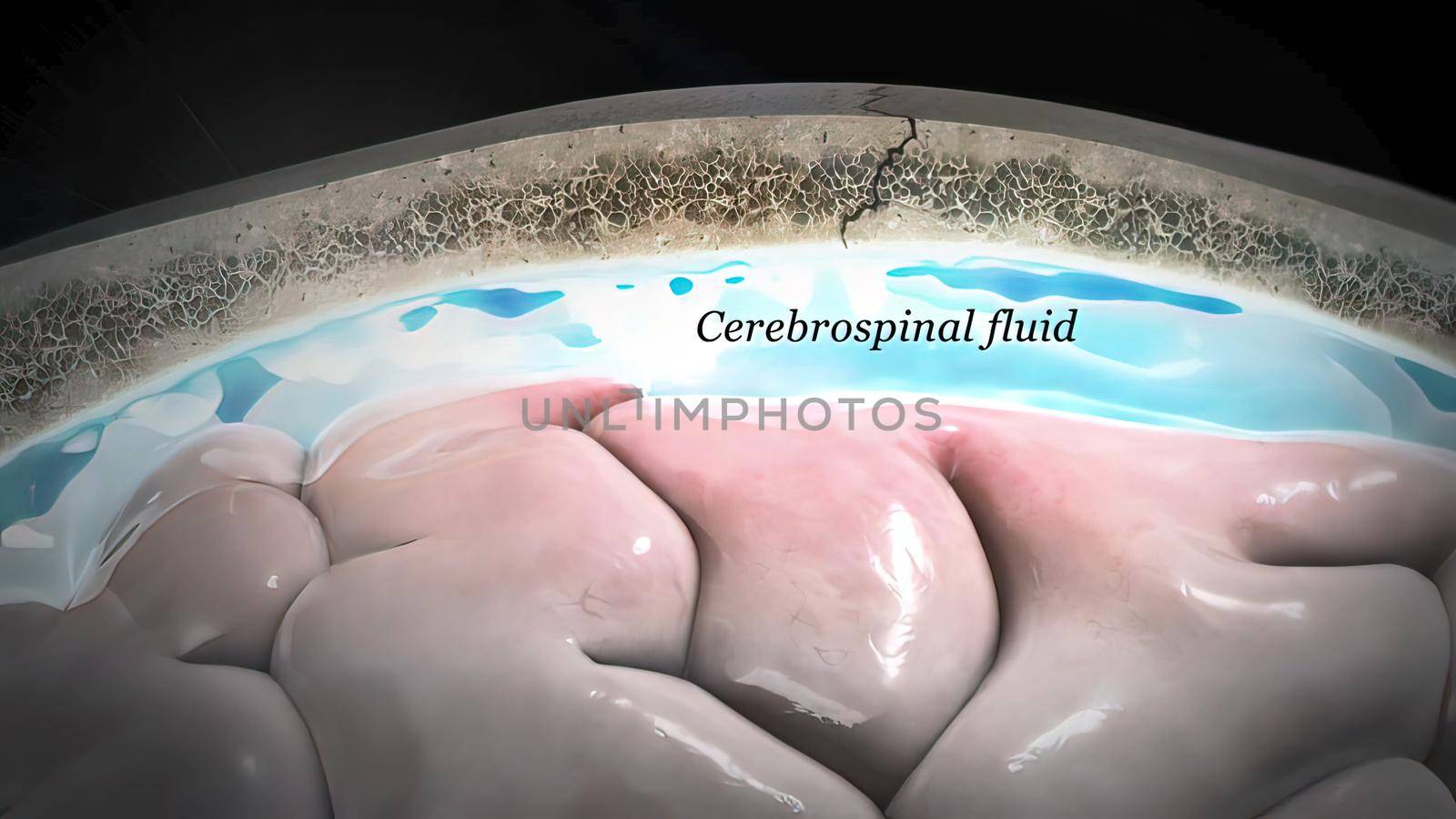 Brain internal structure 3d illustration .