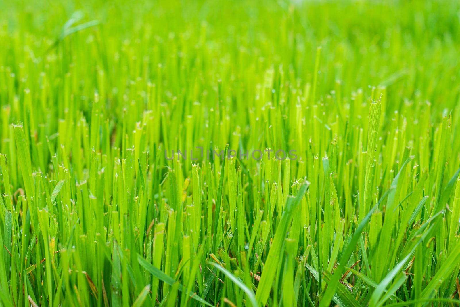 Trimmed fresh lawn close up by Madhourse