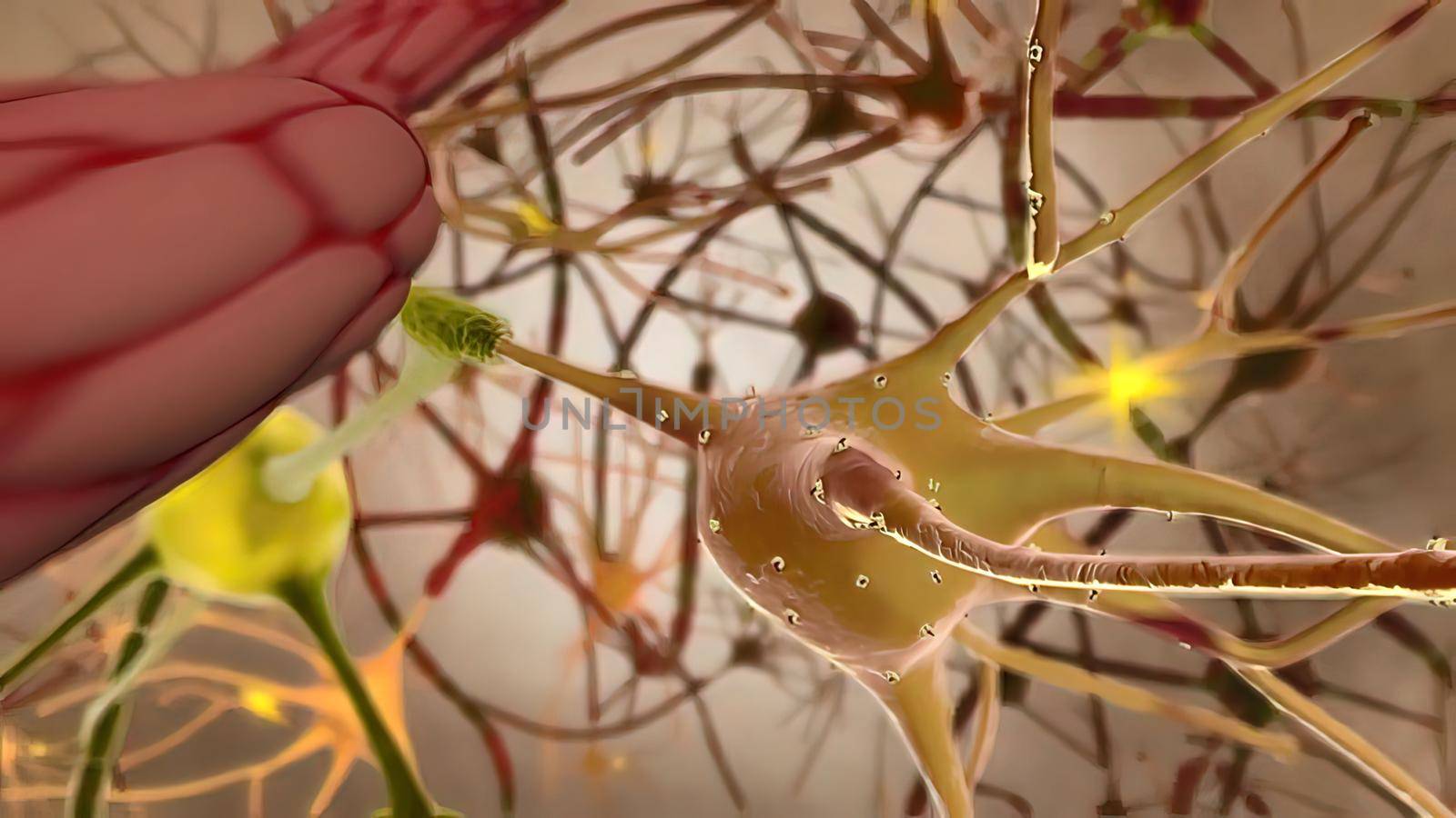 Microglia and macrophages of the central nervous system.The contribution of microglia priming and systemic inflammation to chronic neurodegeneration 3D illustration