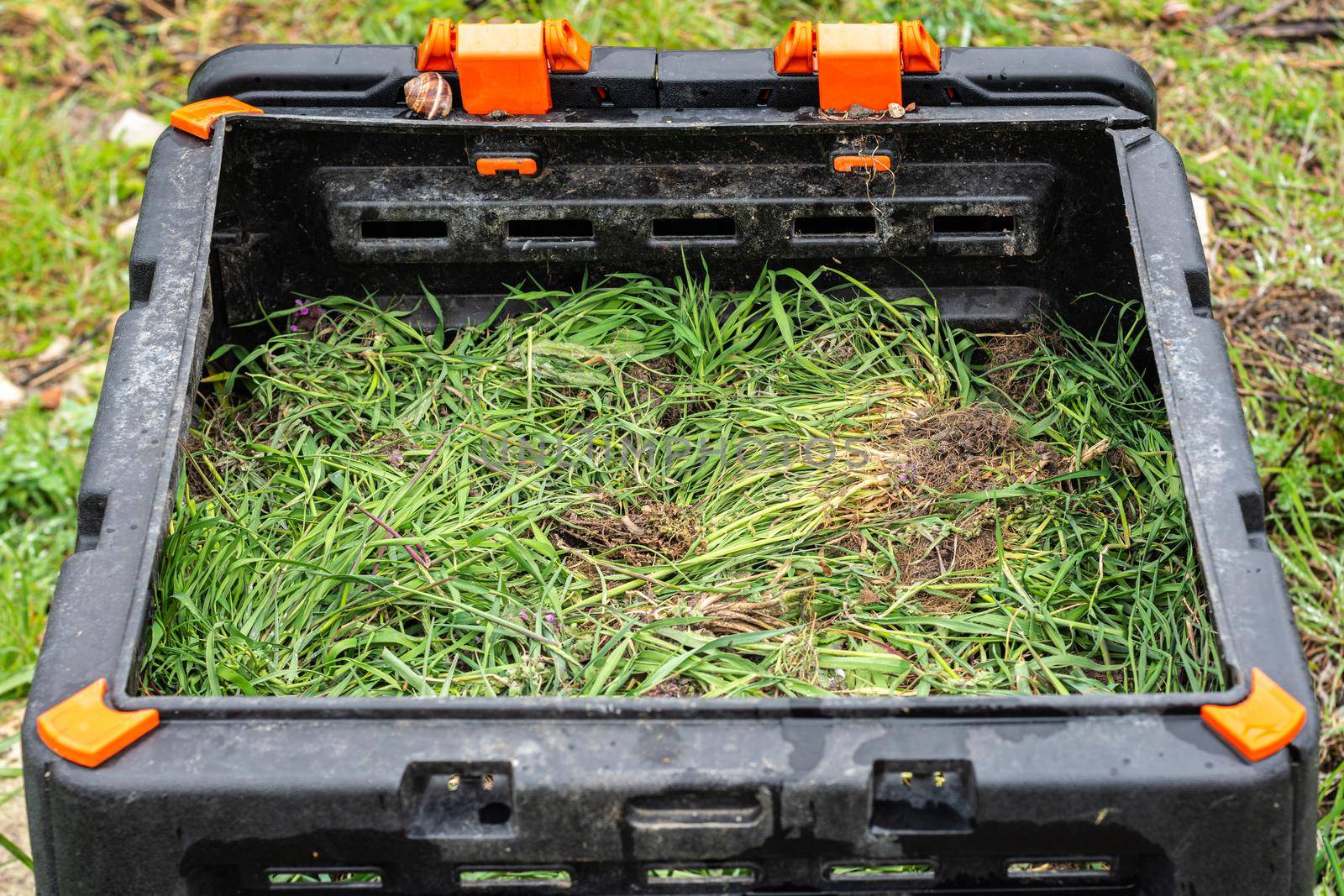 Freshly cut weeds in a plastic composter a