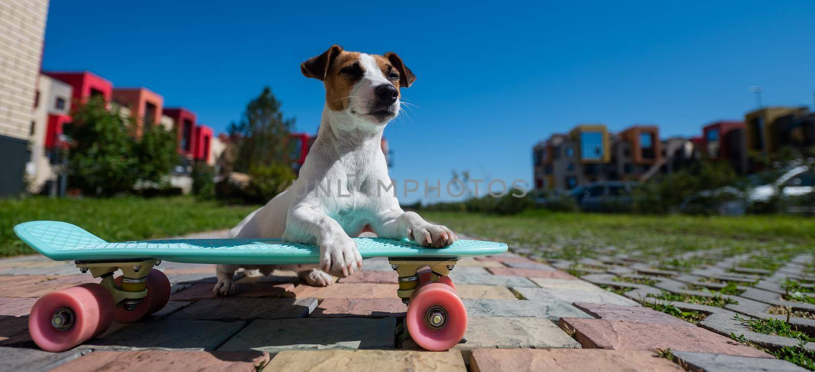 Jack russell terrier dog rides a skateboard outdoors on a hot summer day. by mrwed54