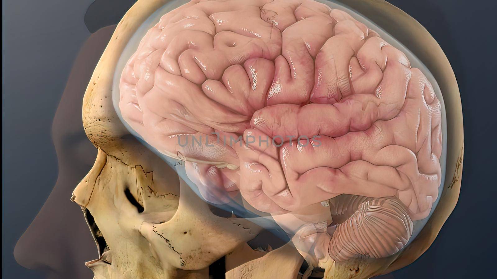 Cerebrospinal fluid inside the skull 3D illustration