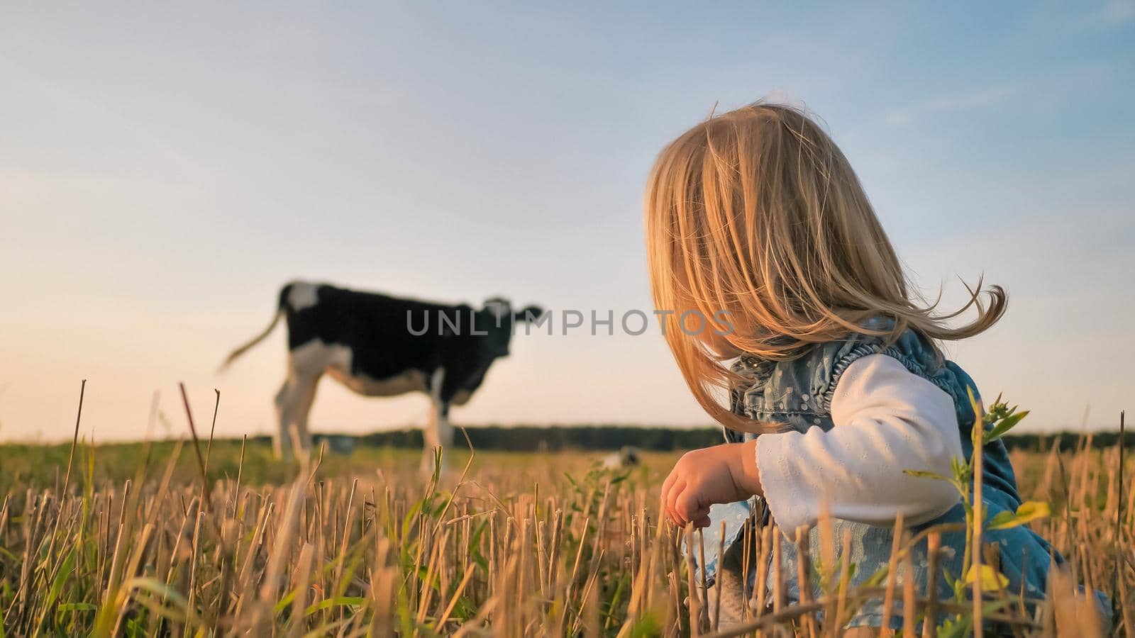 A little girl looks at a young cow in a field on a warm summer evening. by DovidPro