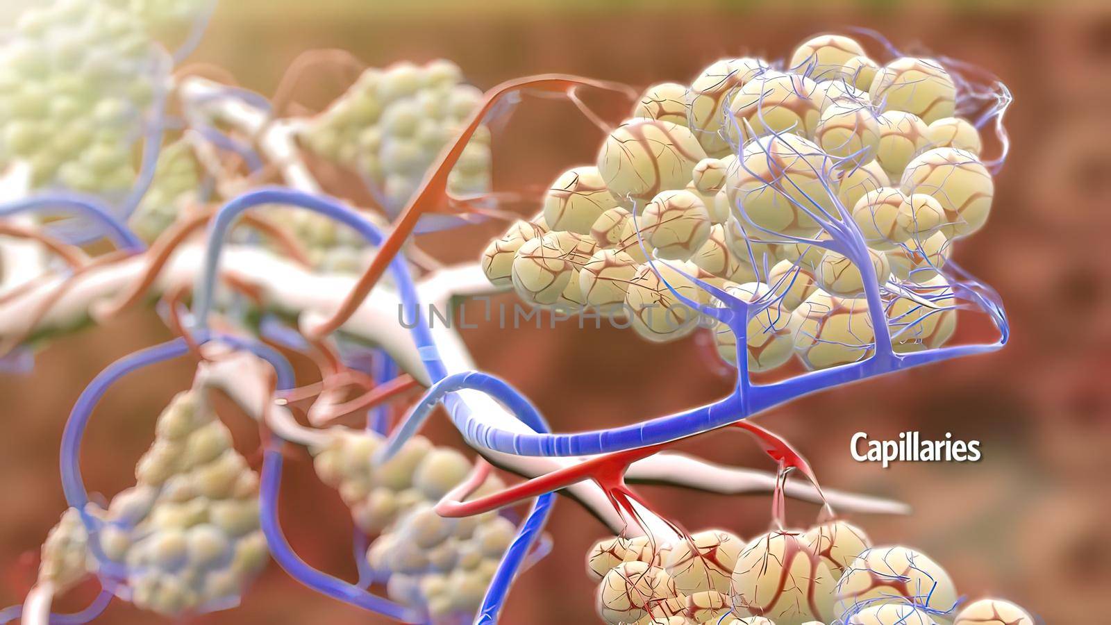 3D illustration Respiratory system Alveoli and capillaries in zoom by creativepic