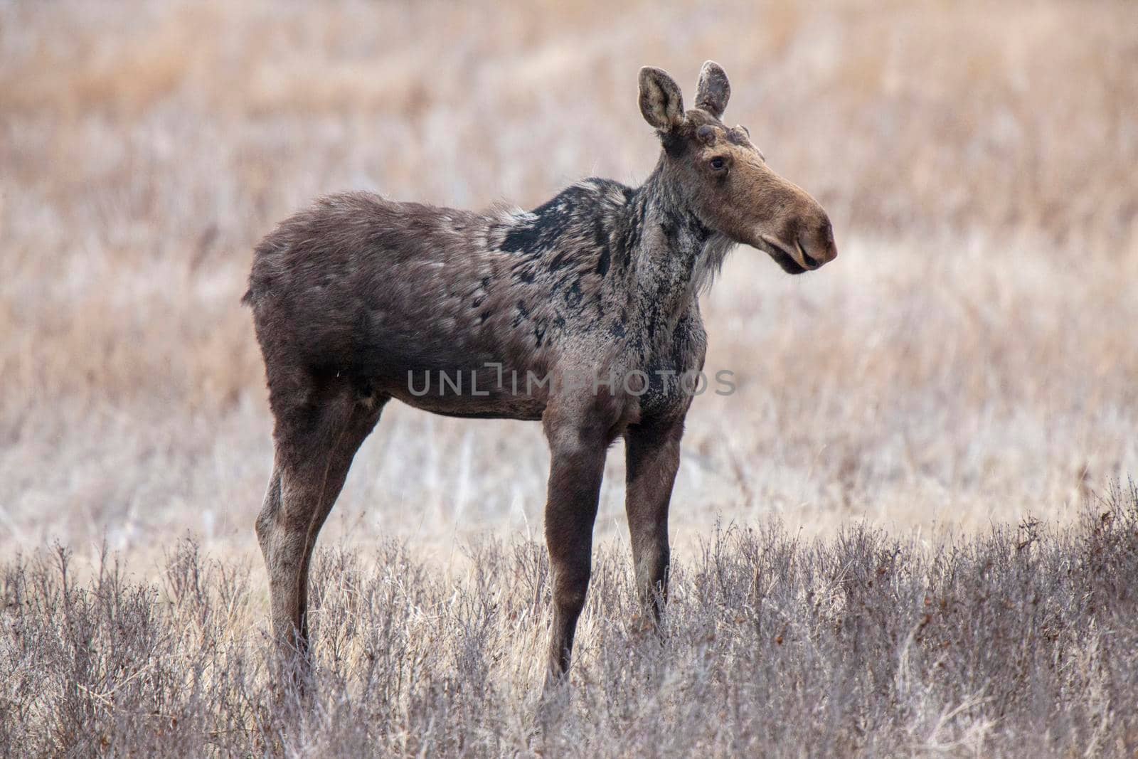 Moose in Saskatchewan by pictureguy