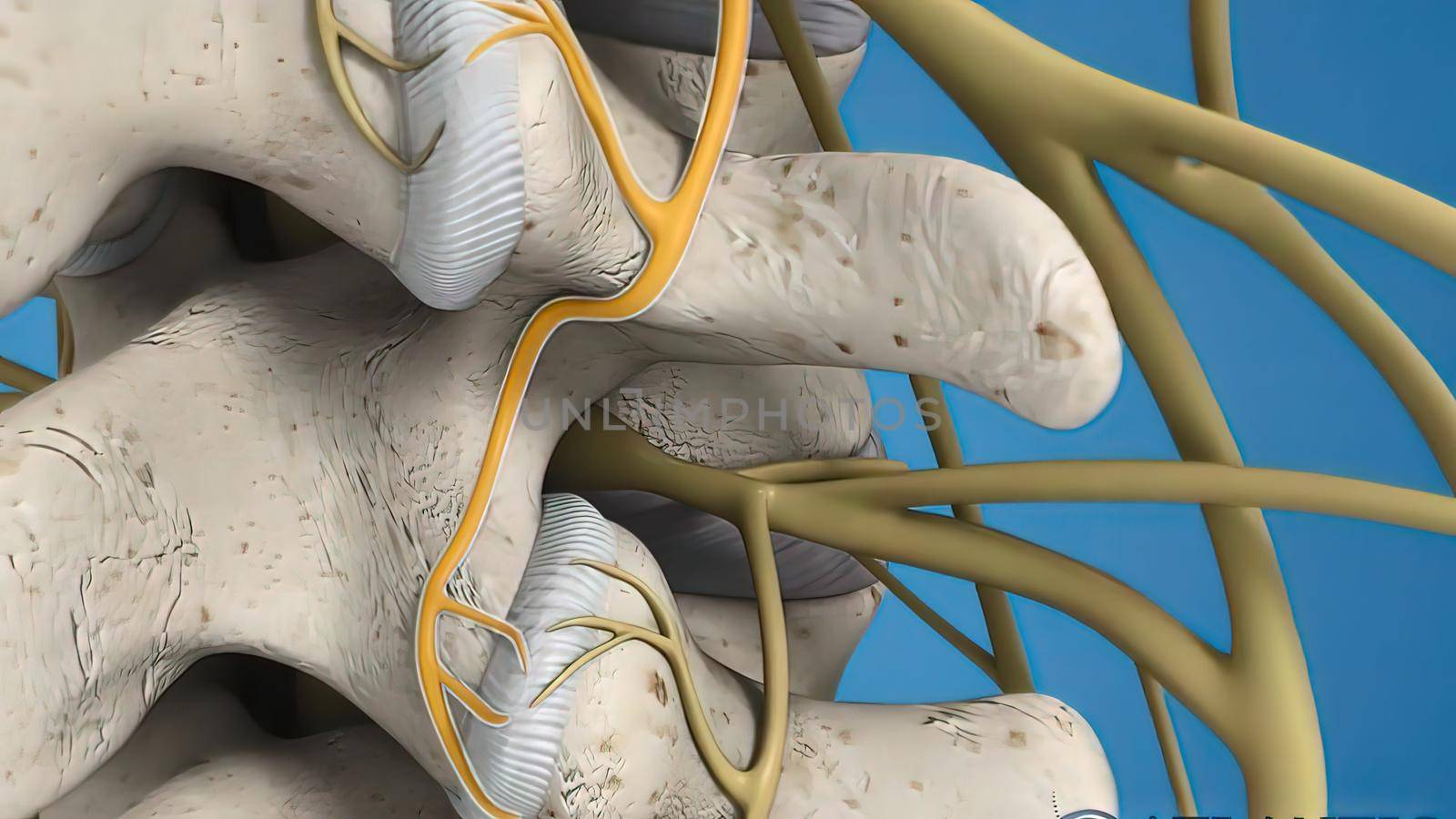 These nerves send signals between the brain, spinal cord, and other body organs via nerve impulses. 3D illustration