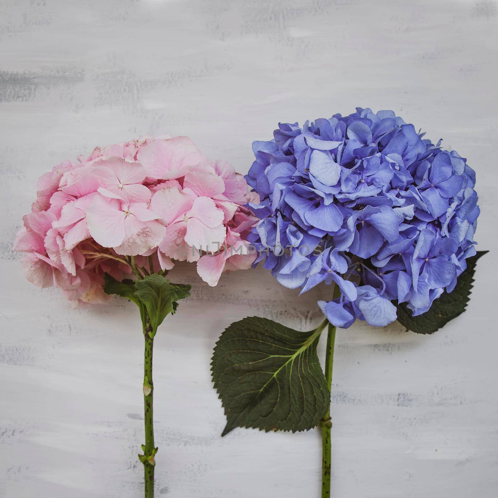Pastel colored Hydrangea Flowers on White painted table by kisika