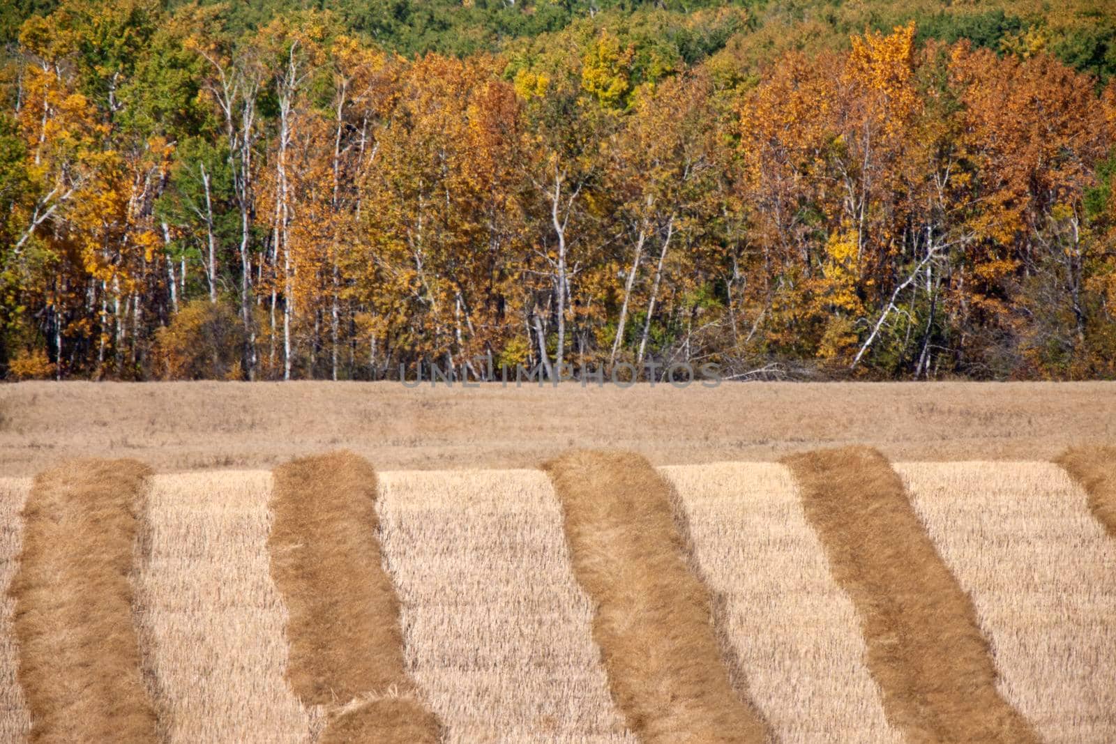 Autumn Northern Saskatchewan wilderness prestine rural scenic