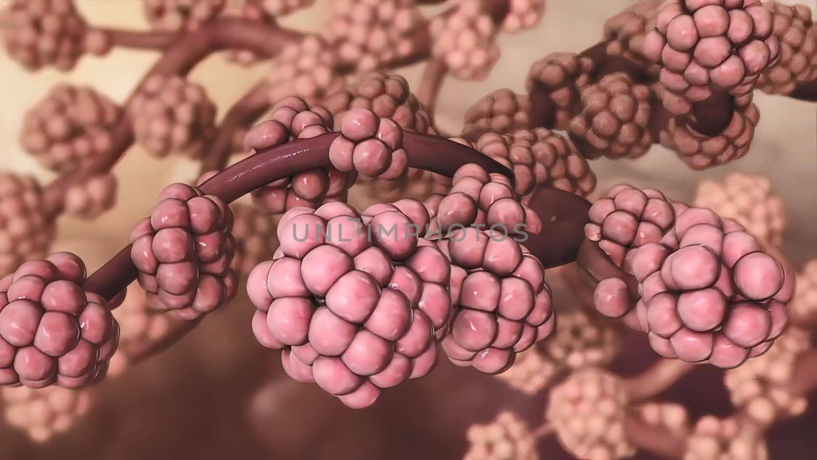 Human Respiratory System Lungs Anatomy illustration Concept. 3D by creativepic