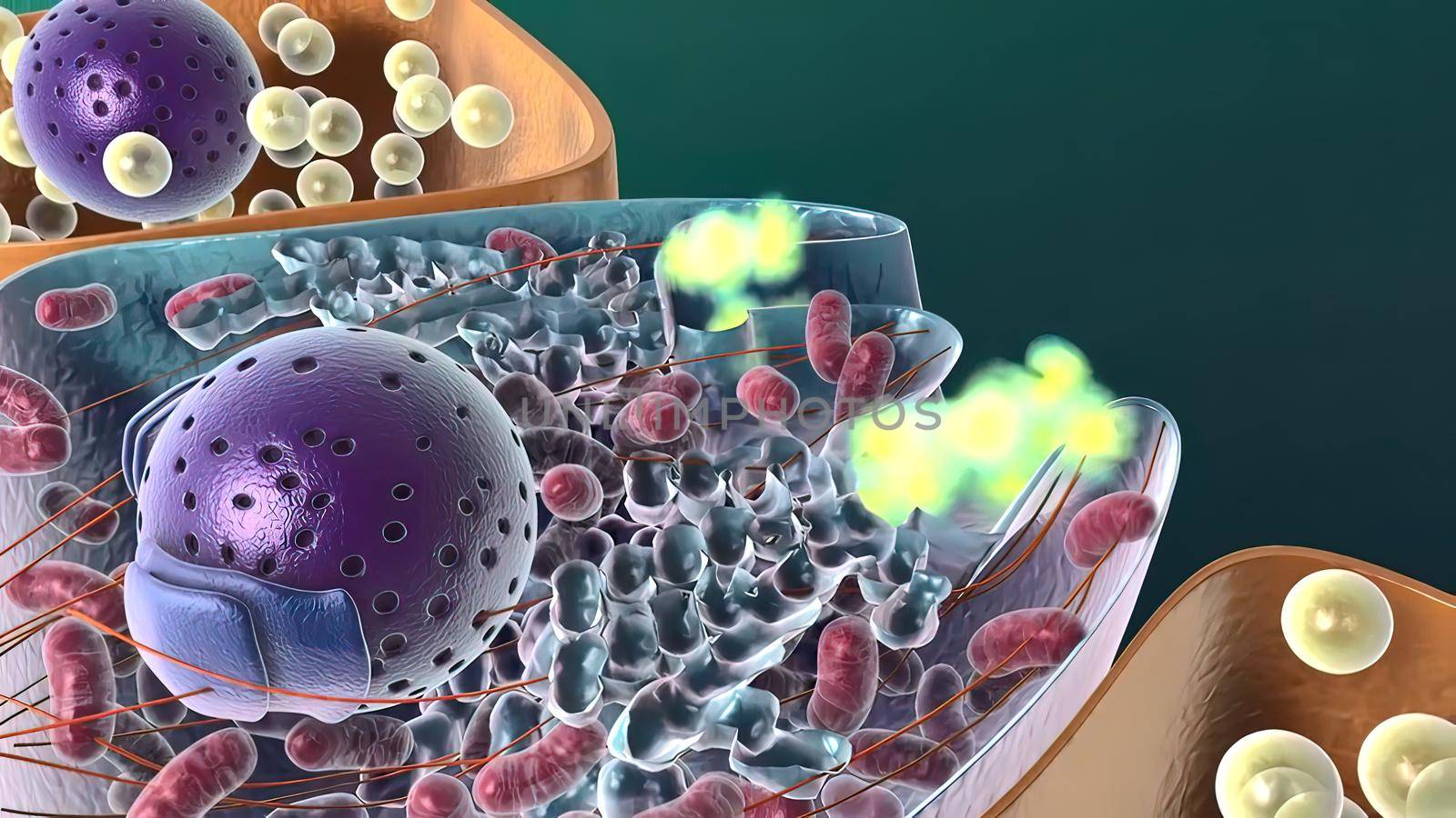 Amyloid Precursor Protein Cleavage, 3d medical illustration .