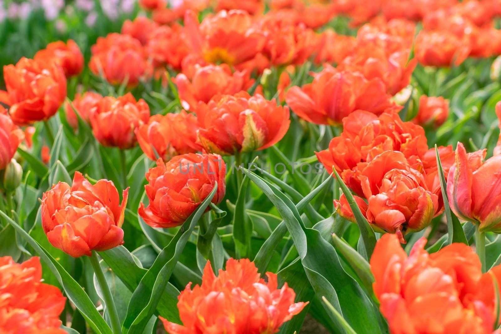 Field of red spring blooming tulips. Spring flowers background. Beautiful floral garden. Decorative park.