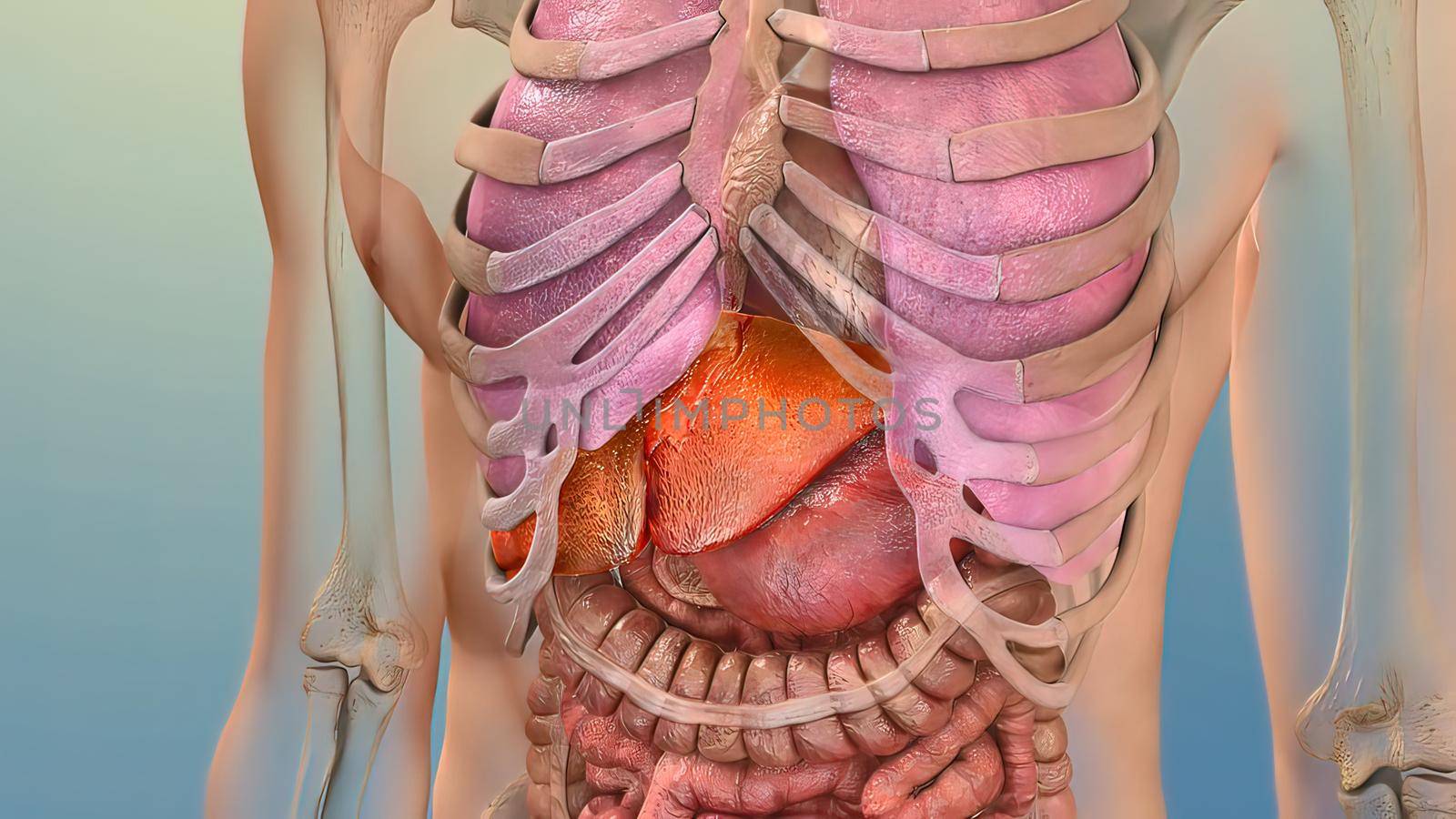 Human Internal Digestive Organ Liver Anatomy 3D illustration Concept. by creativepic