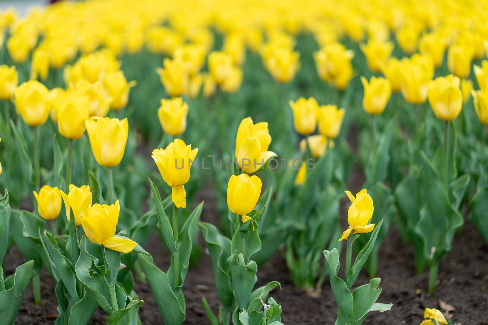 Yellow flowers background outdoor Spring season flowers Selective focus