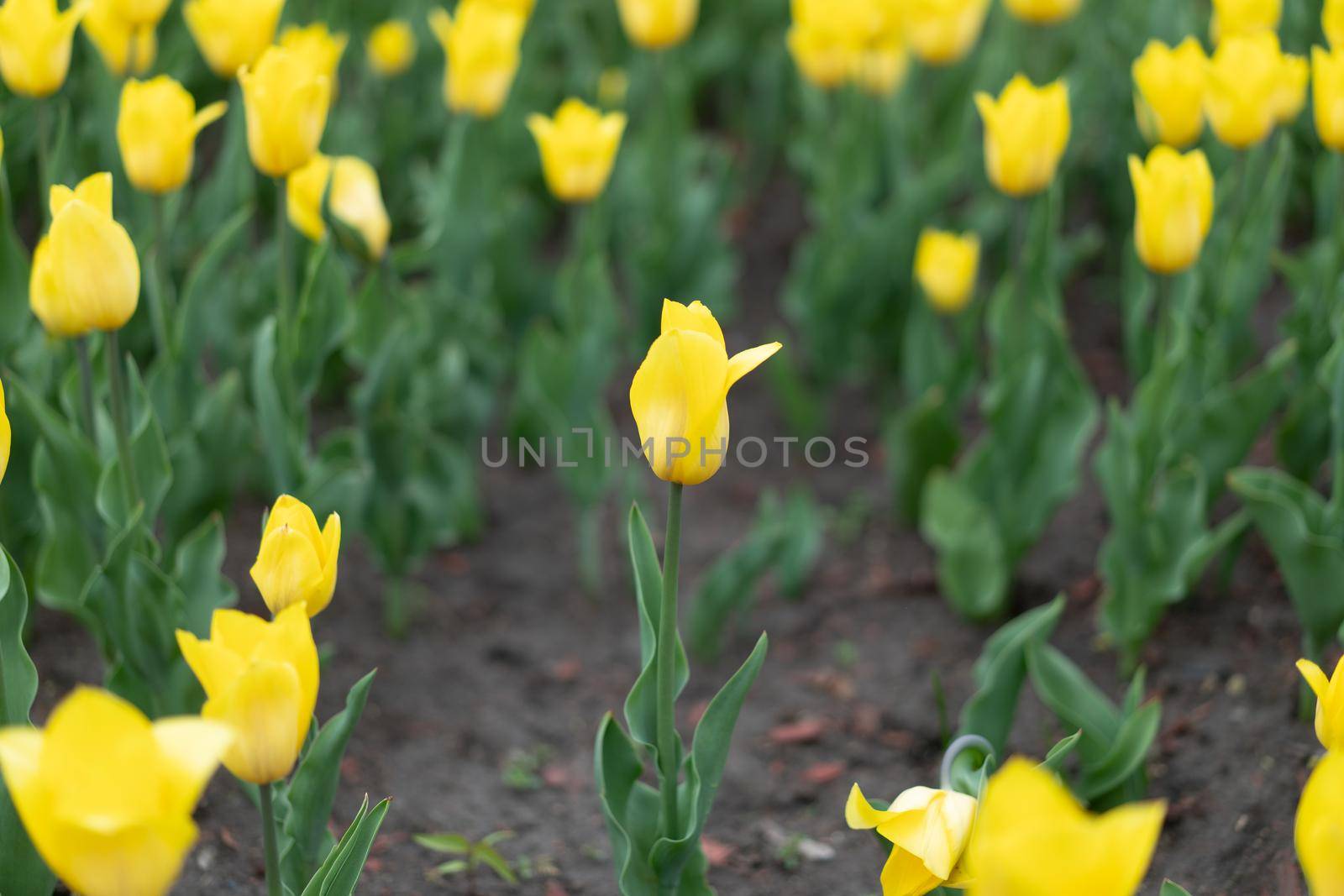 Yellow flowers background outdoor Spring season flowers Selective focus