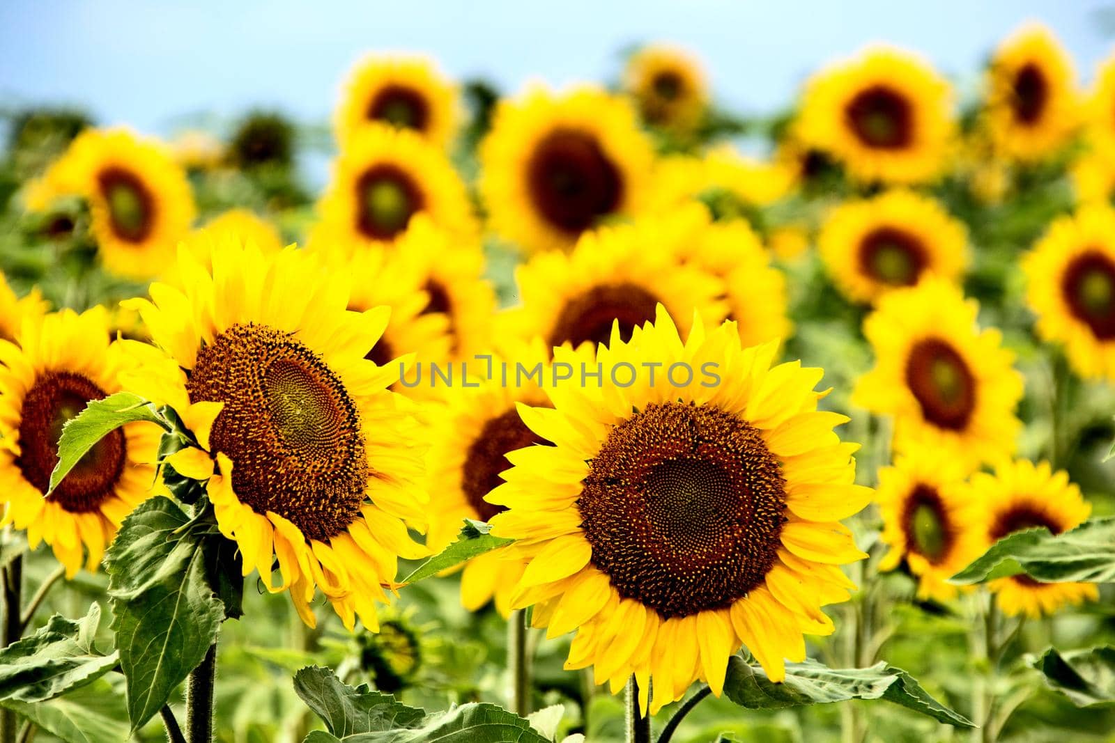 Prairie Sunflower Field by pictureguy