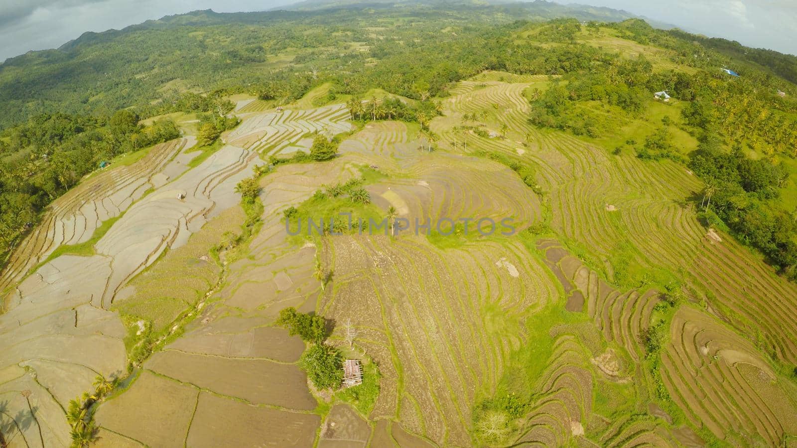 Rice fields of the Philippines. The island of Bohol. Pablacion. Anda