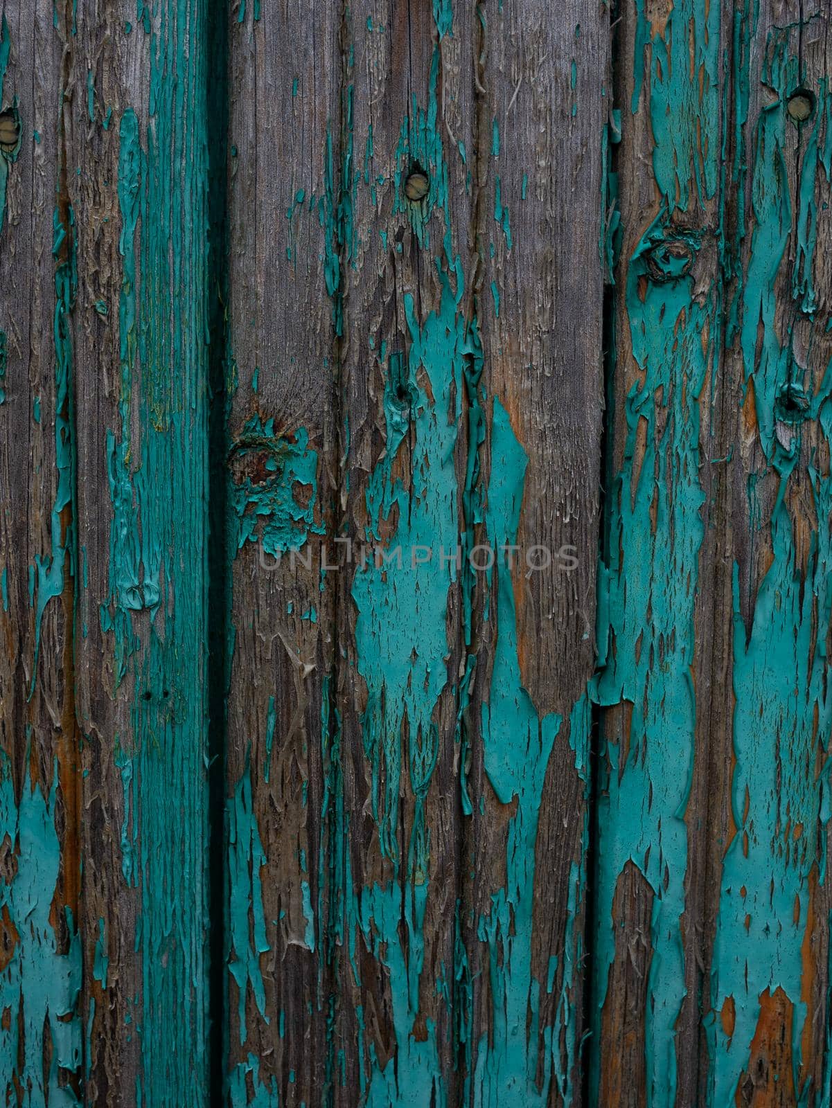 Close-up of green fence boards in the yard. by gelog67