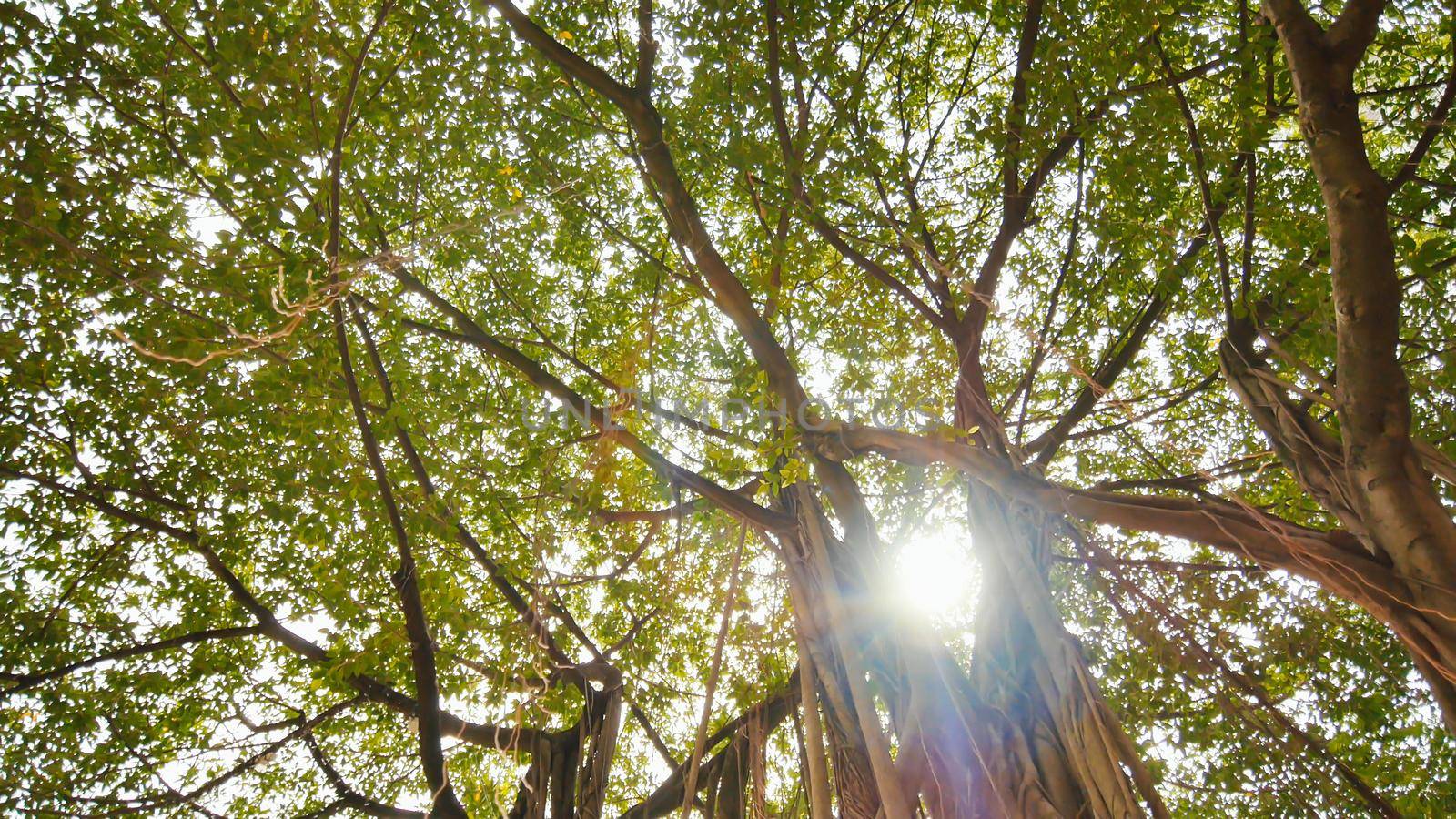 Rays of light shine through the Banyan tree in the jungles. Ayala Triangle Park in Manila. Video shooting in a circular motion. Electronic stabilization