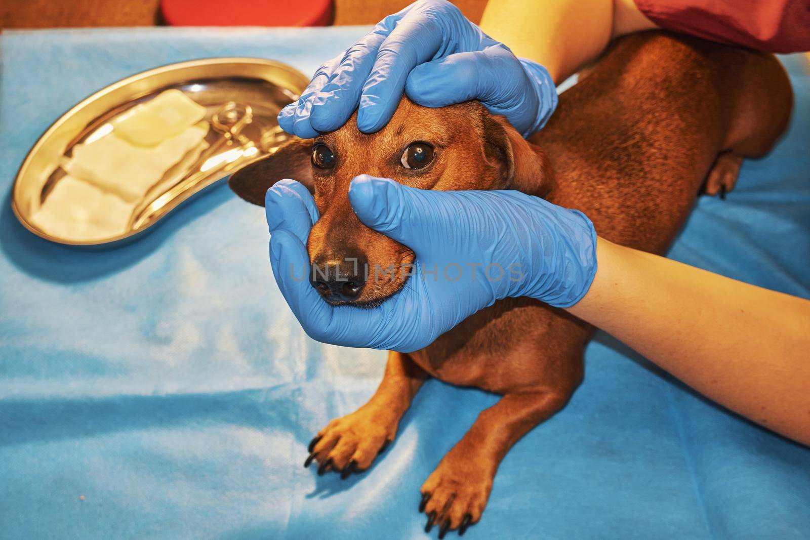 Dog on examination in a veterinary clinic