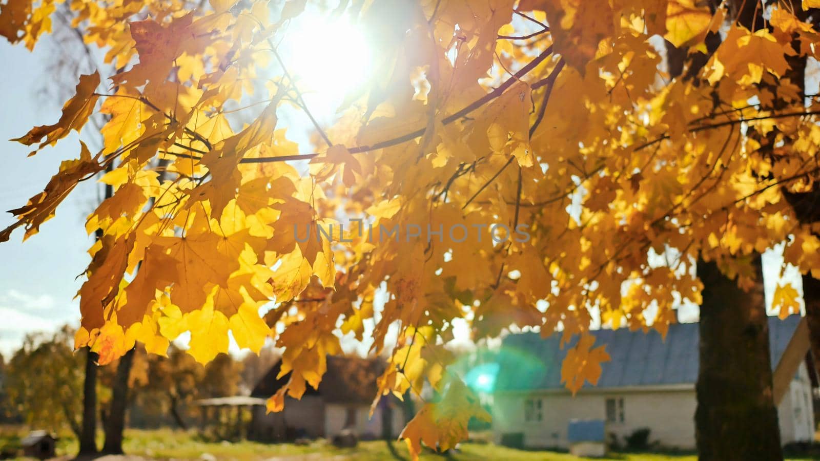 Village houses under the leaves of autumn trees. Straw at the barn. Sunny day. Autumn landscape