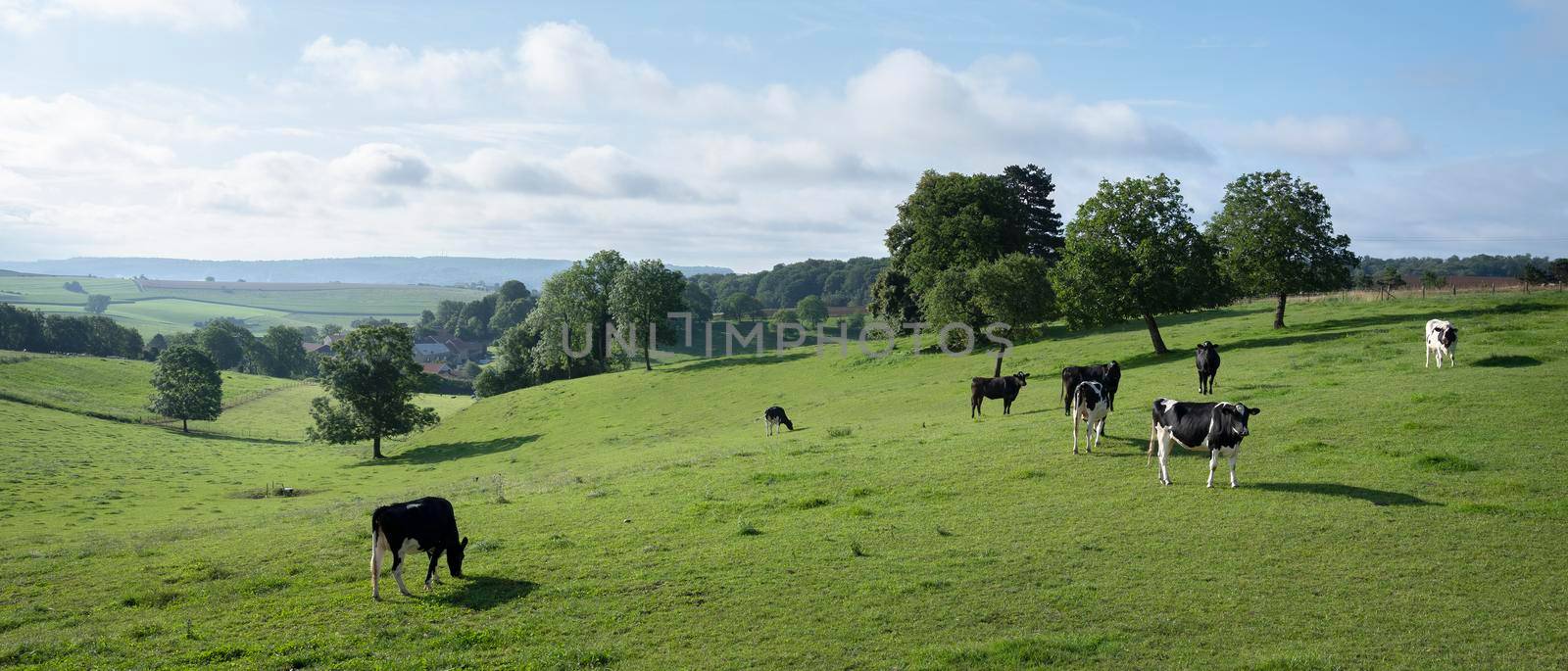 black and white cows near old village in french ardennes near charleville in france by ahavelaar