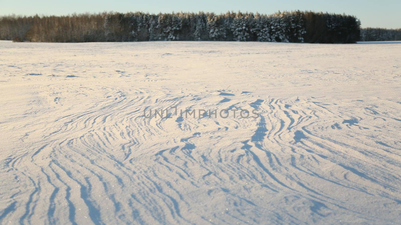 Winter theme. Field and forest in the snow in sunny weather and great frost