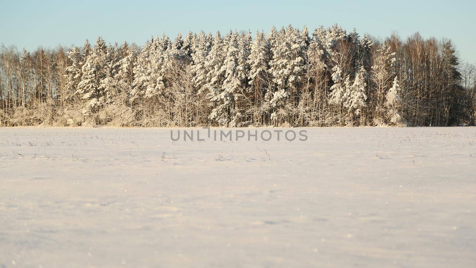 Winter theme. Field and forest in the snow in sunny weather and great frost