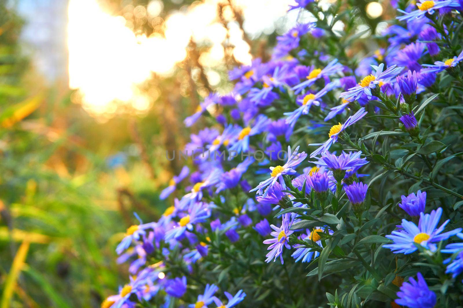 Large bush of fragrant purple blue asters October skies and bright sun by jovani68