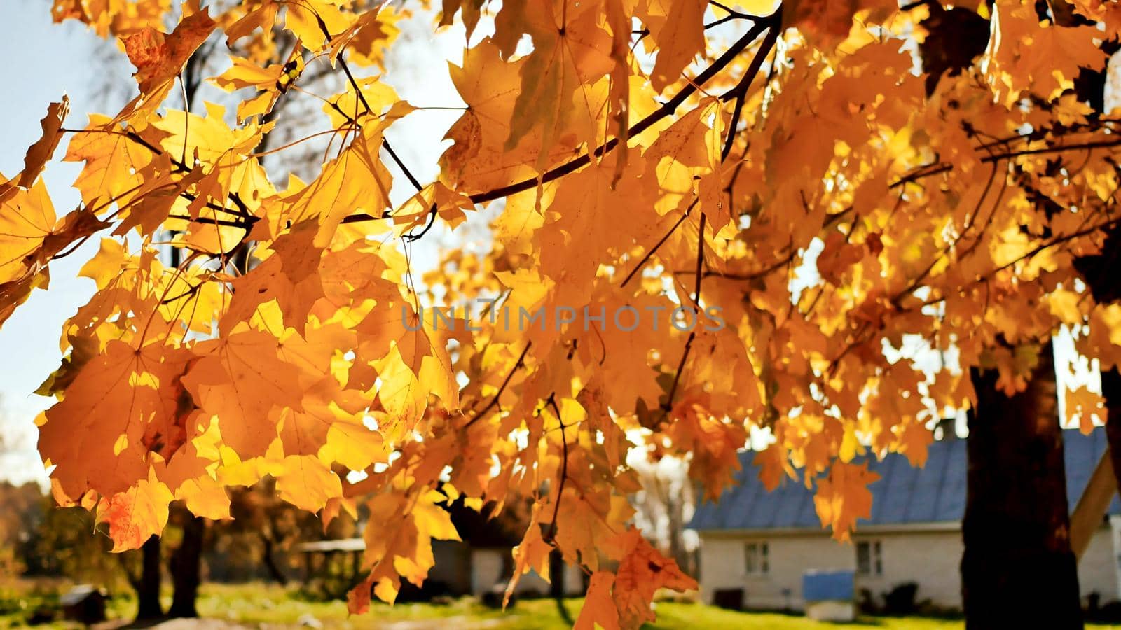 Village houses under the leaves of autumn trees. Straw at the barn. Sunny day. Autumn landscape