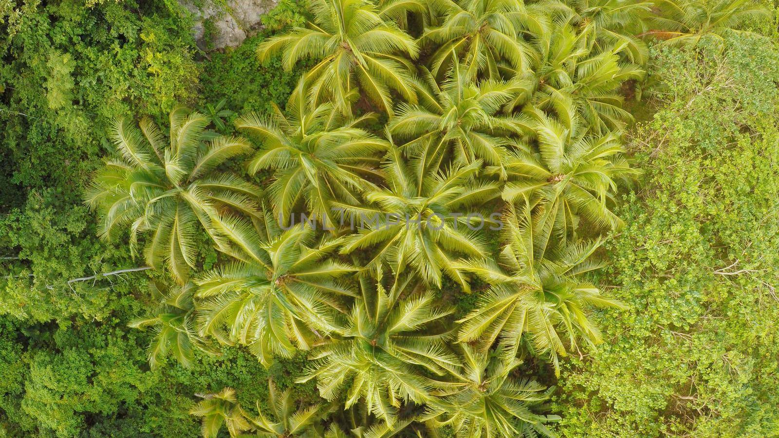 View from the height of the jungle with a group of palms. Philippines