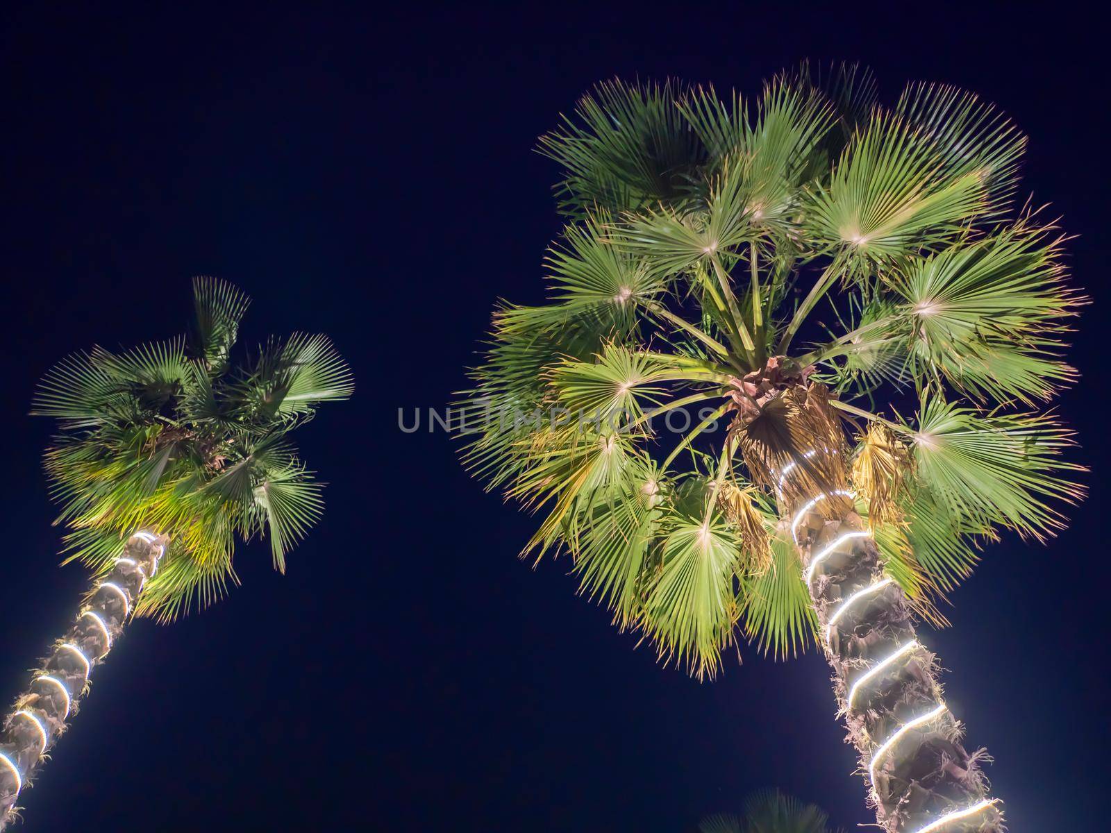 Christmas garlands and light illumination on a two palms tree at night. Dubai