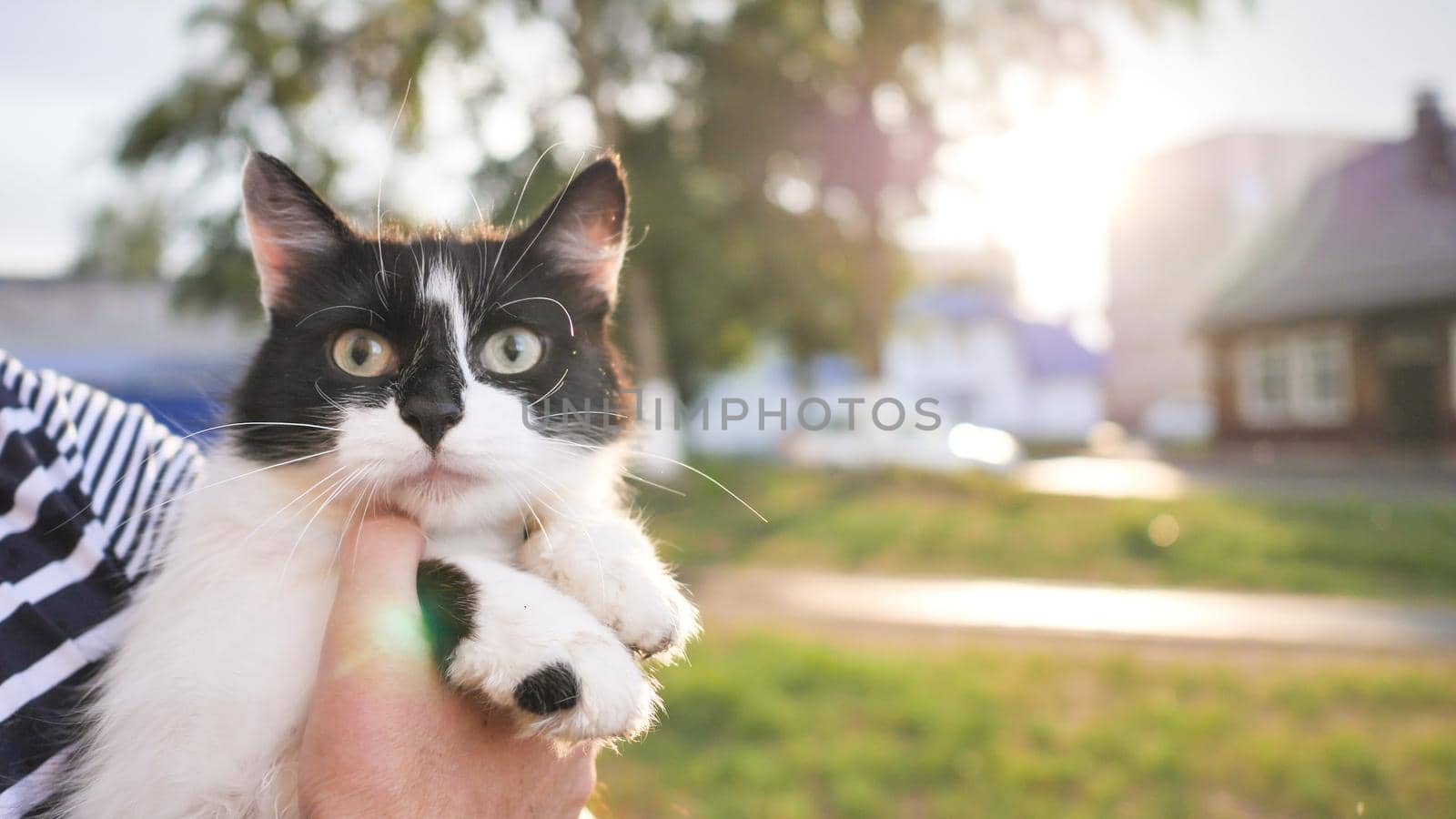 A black-and-white cat in the hands of the owner in the street in the evening