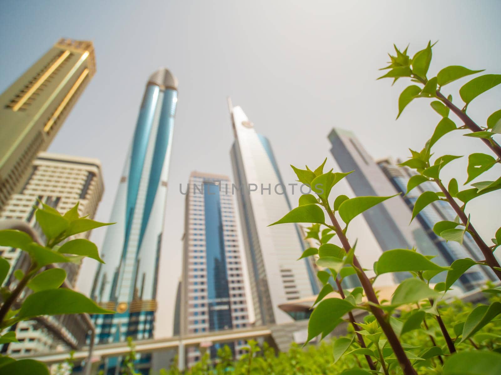 Skyscrapers against the background of flowering flowers on Sheikh Zayed Road in Dubai. The concept of a blooming green city