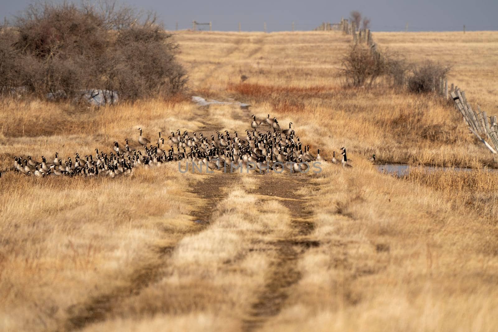 Canada Geese Winter Saskatchewan by pictureguy