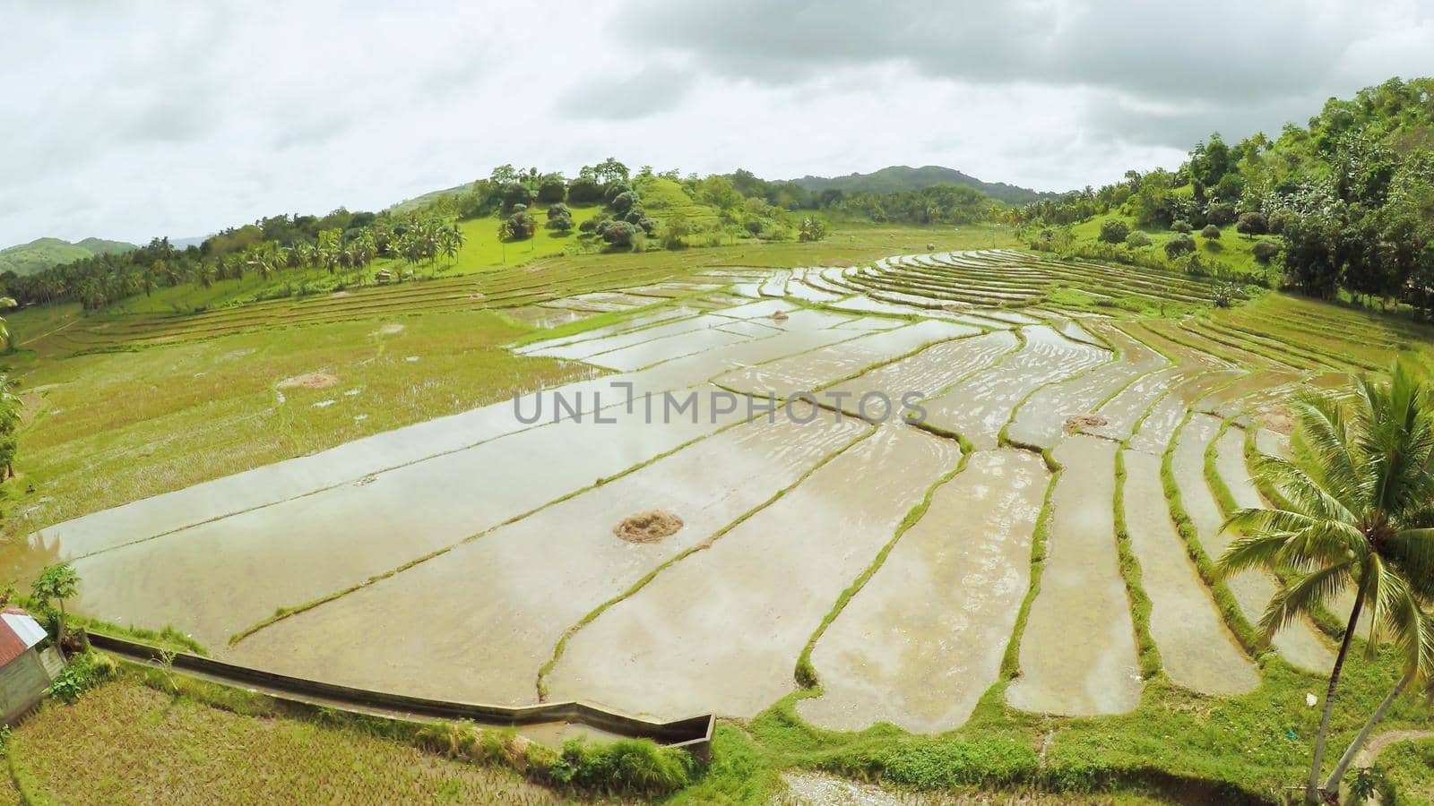 Rice fields of the Philippines. The island of Bohol. Pablacion. Anda. by DovidPro