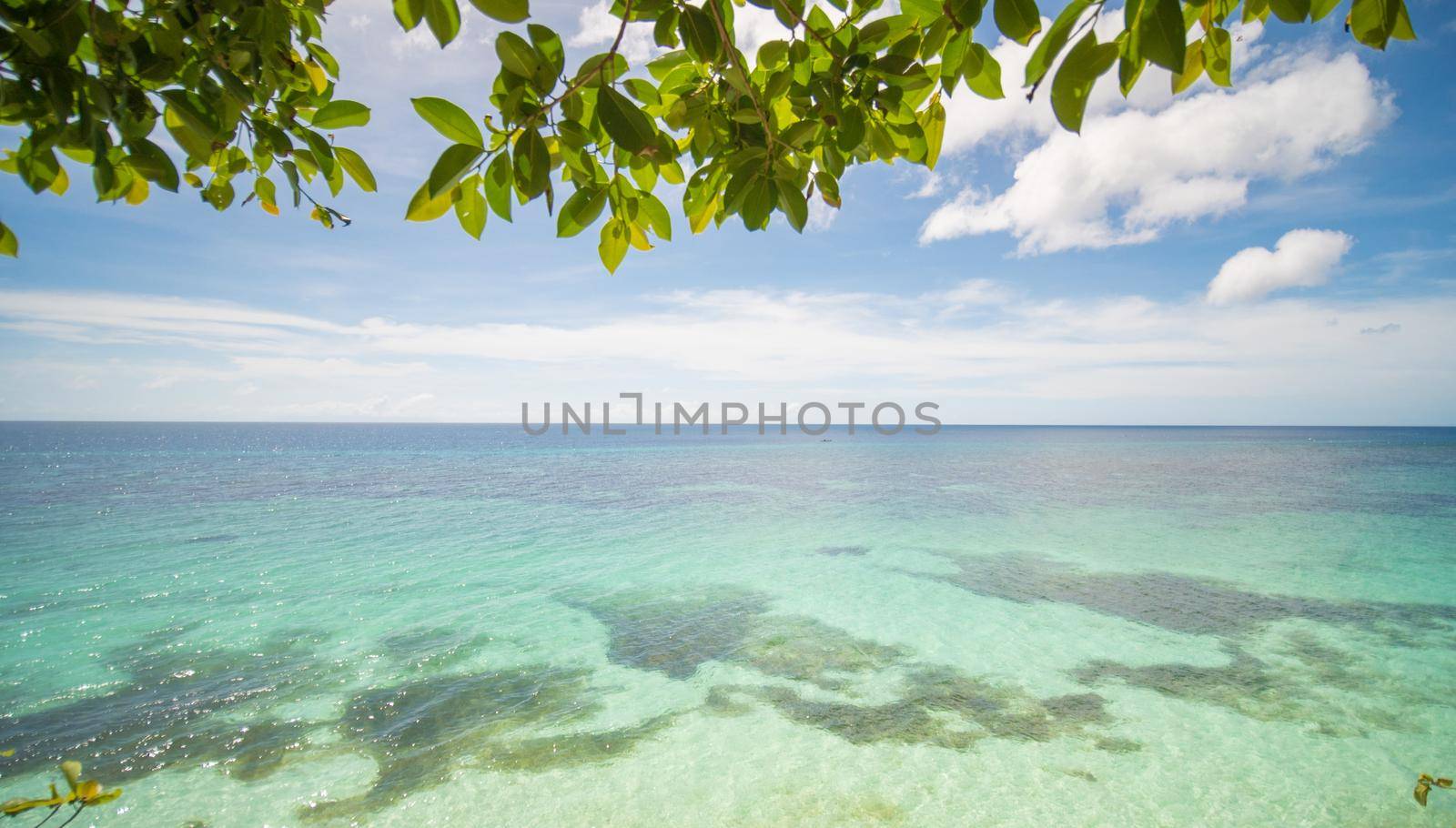 The tropical coast of the island of Bohol with corals and overhanging branches of a tree. Philippines