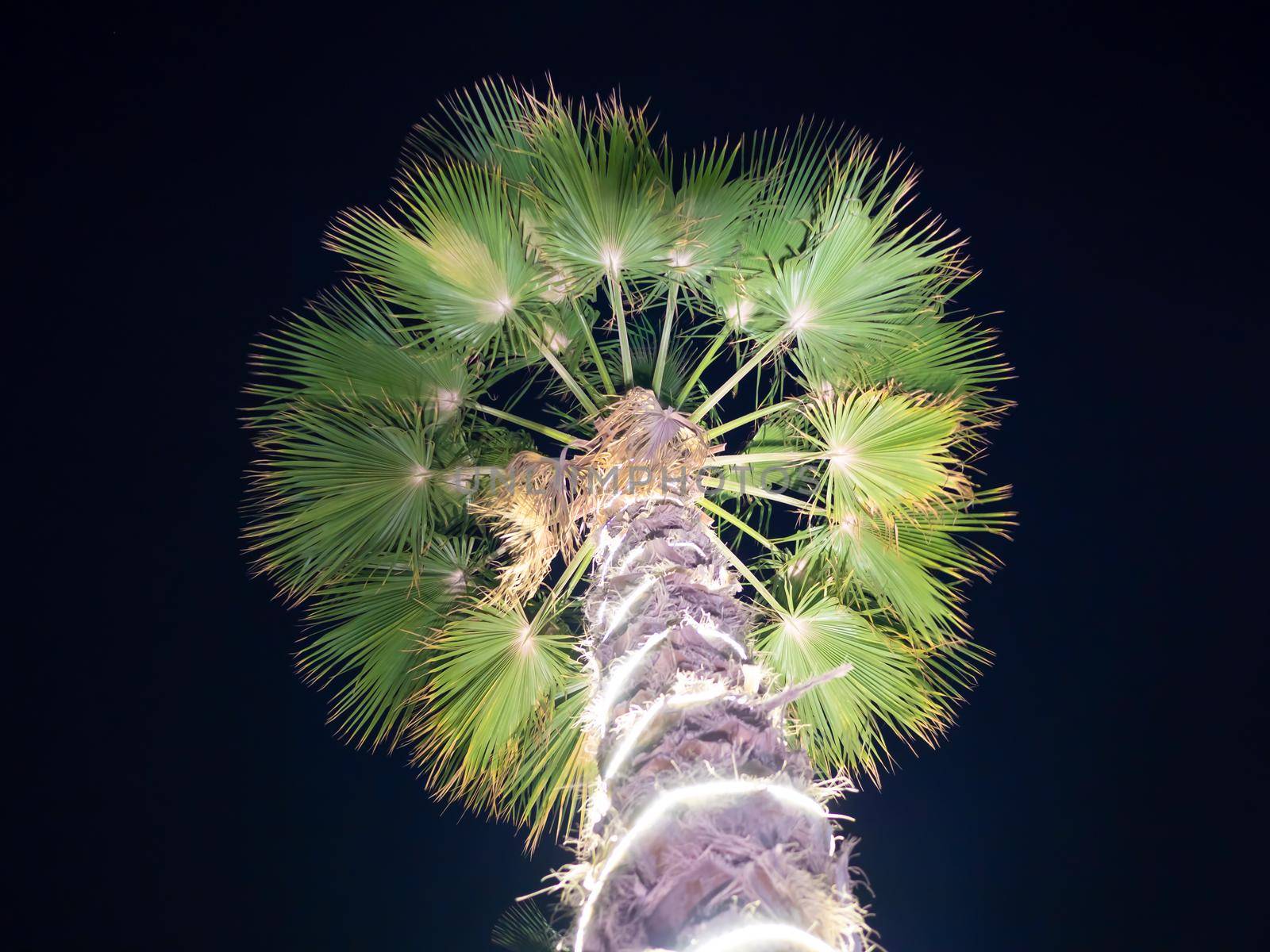 Christmas garlands and light illumination on a palm tree at night. Dubai