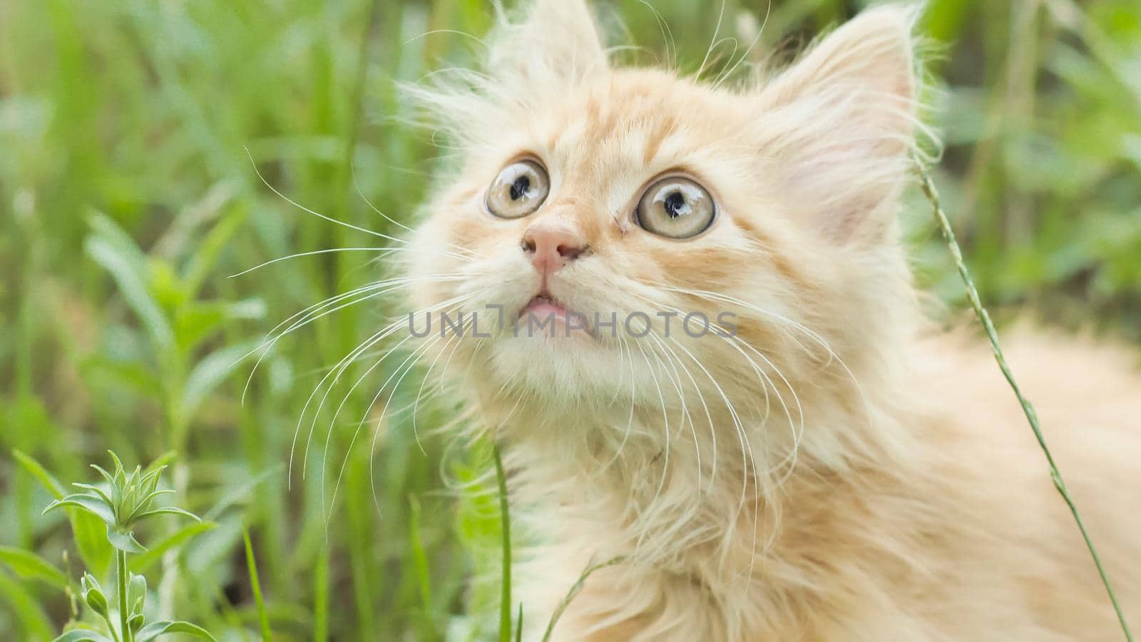 Red fluffy kitten on the green grass meows. by DovidPro