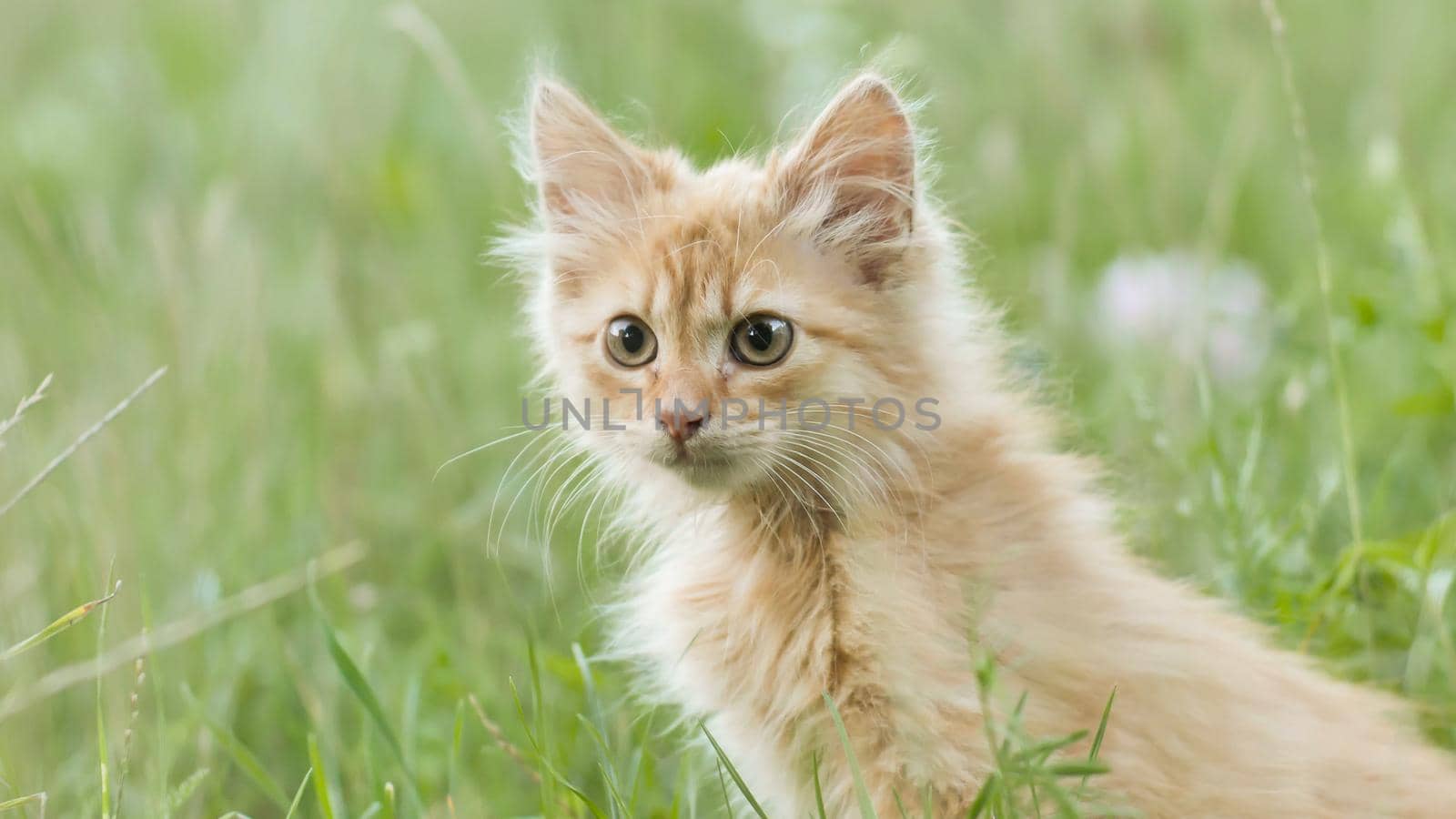 Red fluffy kitten on the green grass meows