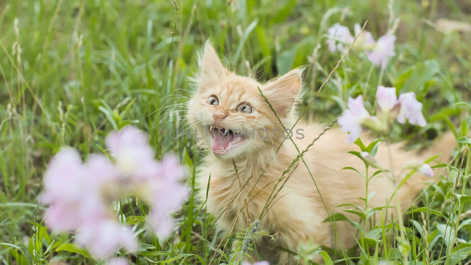 Red fluffy kitten on the green grass meows. by DovidPro