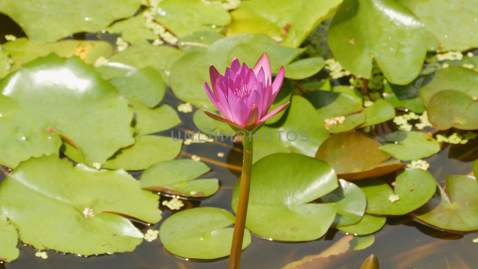 Purple pink water Nymphaea in a pond with a fountain. Water garden. Beautiful flower. Vietnam. Shot in 4K - 3840x2160, 30fps