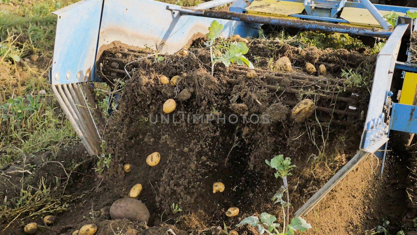 The mechanism of potato harvesting in work. autumn cleaning of potatoes. Peasants harvest the harvest