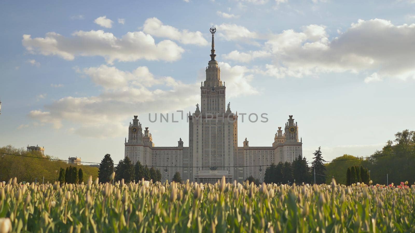 Lomonosov State University, iconic building and sightseeing in Moscow, Russia. Shooting against a background of multi-colored tulips at sunset. by DovidPro