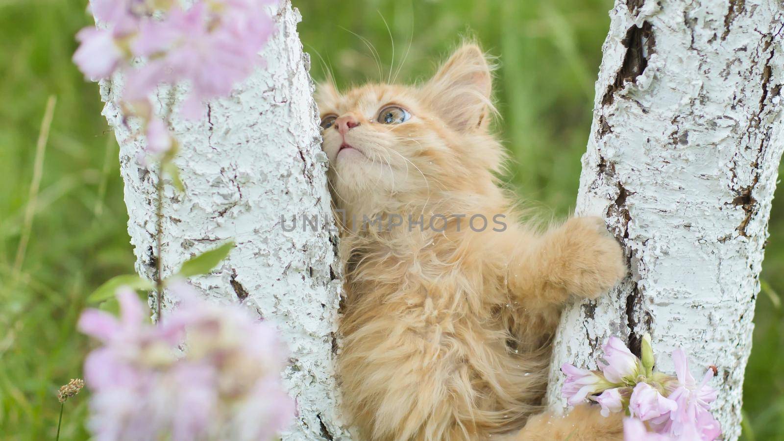 Ginger kitten crawls on a tree against the background of grass and flowers