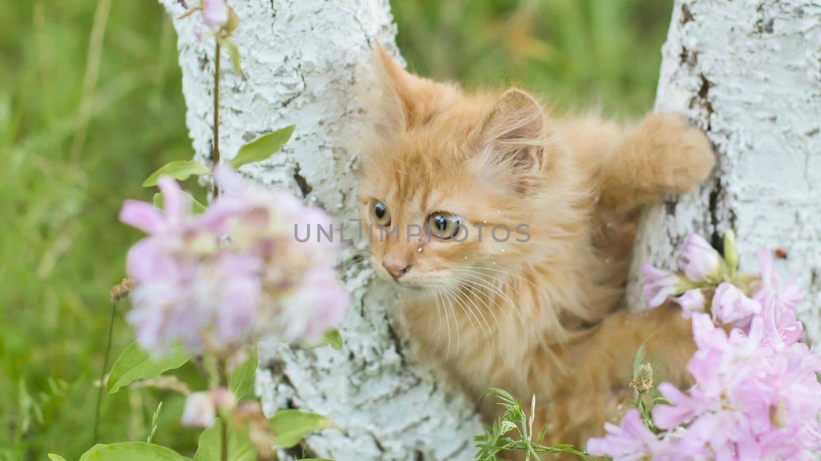 Ginger kitten crawls on a tree against the background of grass and flowers